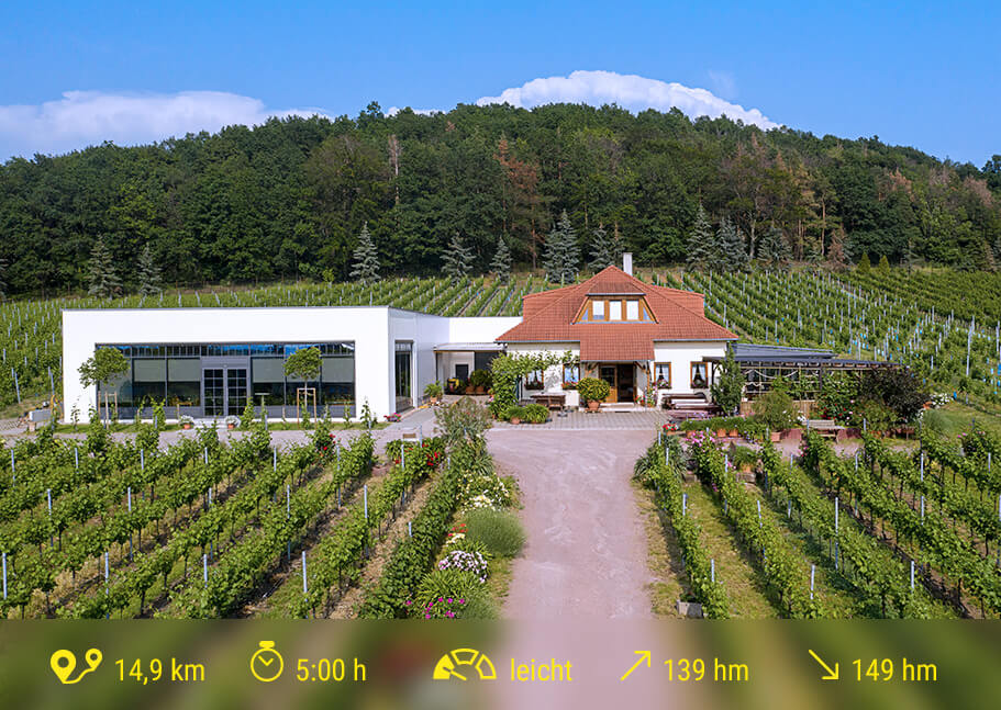 Etappe_4_Weingut_Matyas-Coswig©Weingut_Matyas_911x647_RZ
