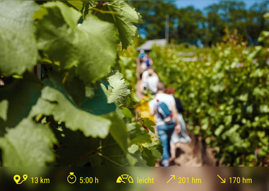 Etappe_5_Weinwanderung©Weingut-Schuh_911x647_RZ