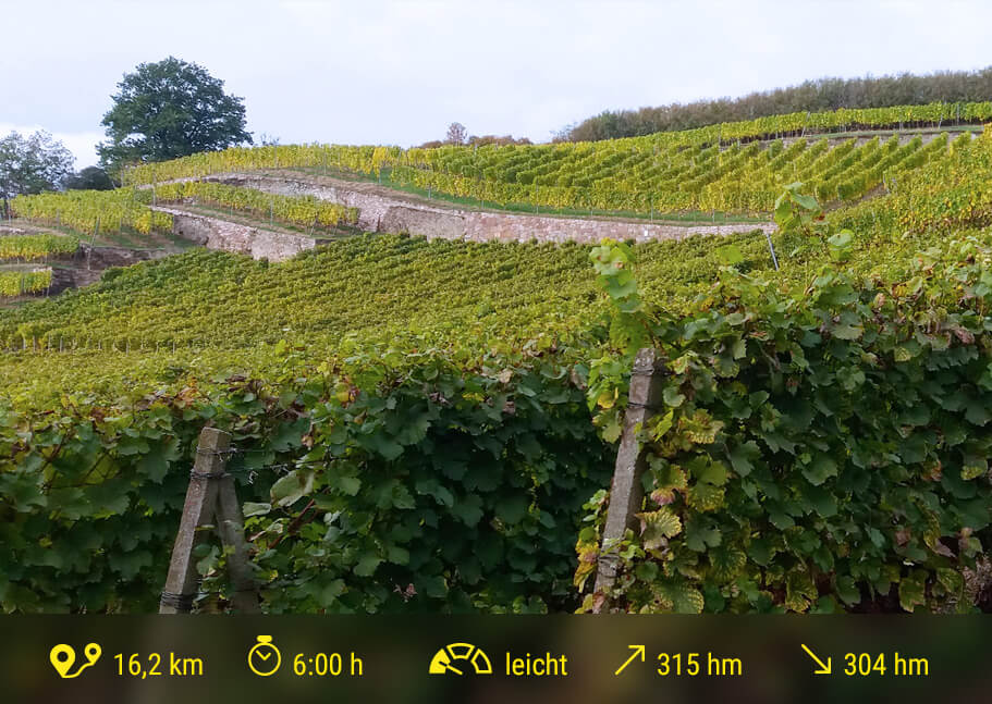 Etappe_6_Blick-zum-Schlossweinberg-in-Seußlitz©Angela_Gruhl_911x647_RZ